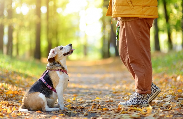 A young woman walks with old Beagle dog
