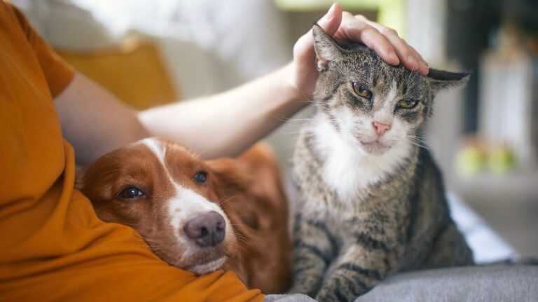 Man sitting on sofa with domestic animals